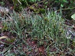 Cladonia macroceras