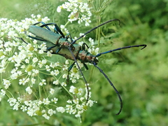 Aromia moschata moschata