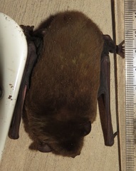 Scotophilus dinganii