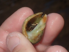 Clibanarius virescens