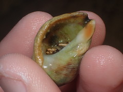 Clibanarius virescens