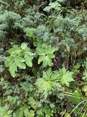 Laserpitium gaudinii