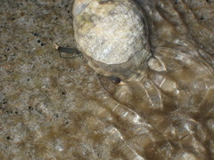 Clibanarius virescens