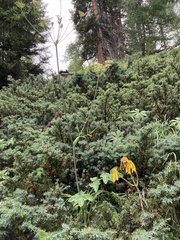 Laserpitium gaudinii