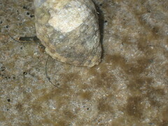 Clibanarius virescens