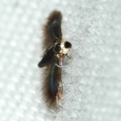 Stigmella multispicata