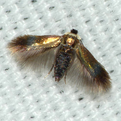 Stigmella multispicata