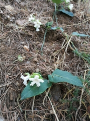 Angiospermae
