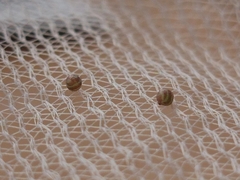 Cassionympha cassius