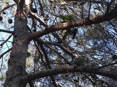 Myiopsitta monachus