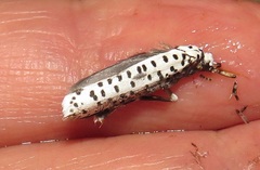 Yponomeuta strigillatus