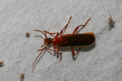 Dendroides ephemeroides
