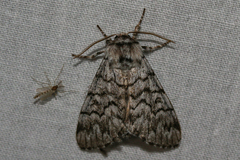 Panthea virginarius