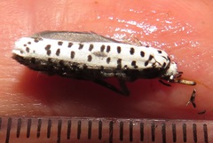 Yponomeuta strigillatus