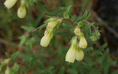 Onosma echioides