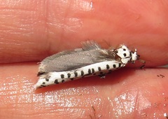 Yponomeuta strigillatus