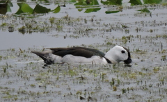 Nettapus coromandelianus