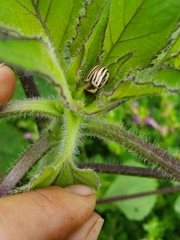 Zygogramma exclamationis