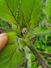 Zygogramma exclamationis