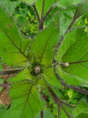 Zygogramma exclamationis