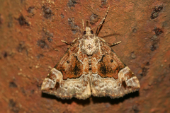 Hypena palparia