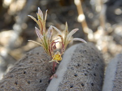 Chylismia claviformis