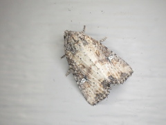 Mesapamea fractilinea