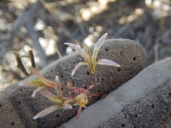 Chylismia claviformis