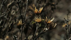 Brickellia veronicifolia