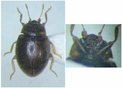 Rhyzobius litura