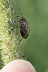 Coenus delius