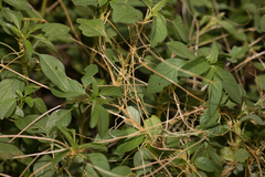 Cuscuta umbellata