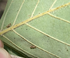 Corythucha pergandei