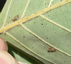 Corythucha pergandei