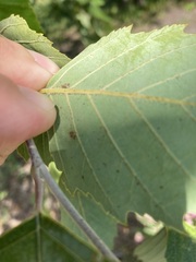 Corythucha pergandei