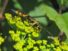 Ichneumon annulatorius