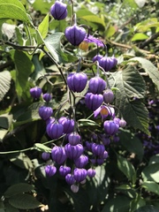 Solanum dulcamaroides