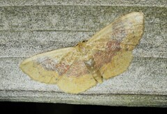 Leptostales ferruminaria