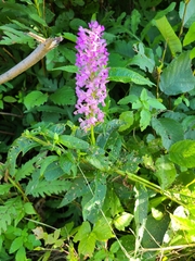 Media resource of Platanthera psycodes