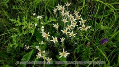 Leontopodium smithianum