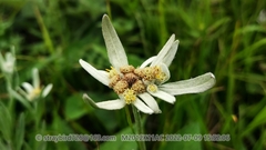 Leontopodium smithianum