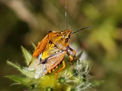 Carpocoris purpureipennis