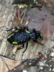 Carabus variolosus