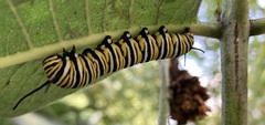 Danaus plexippus