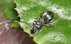 Polyrhachis schlueteri
