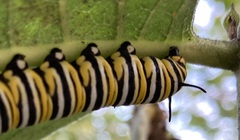 Danaus plexippus