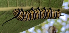 Danaus plexippus