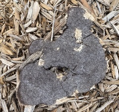 Fuligo septica
