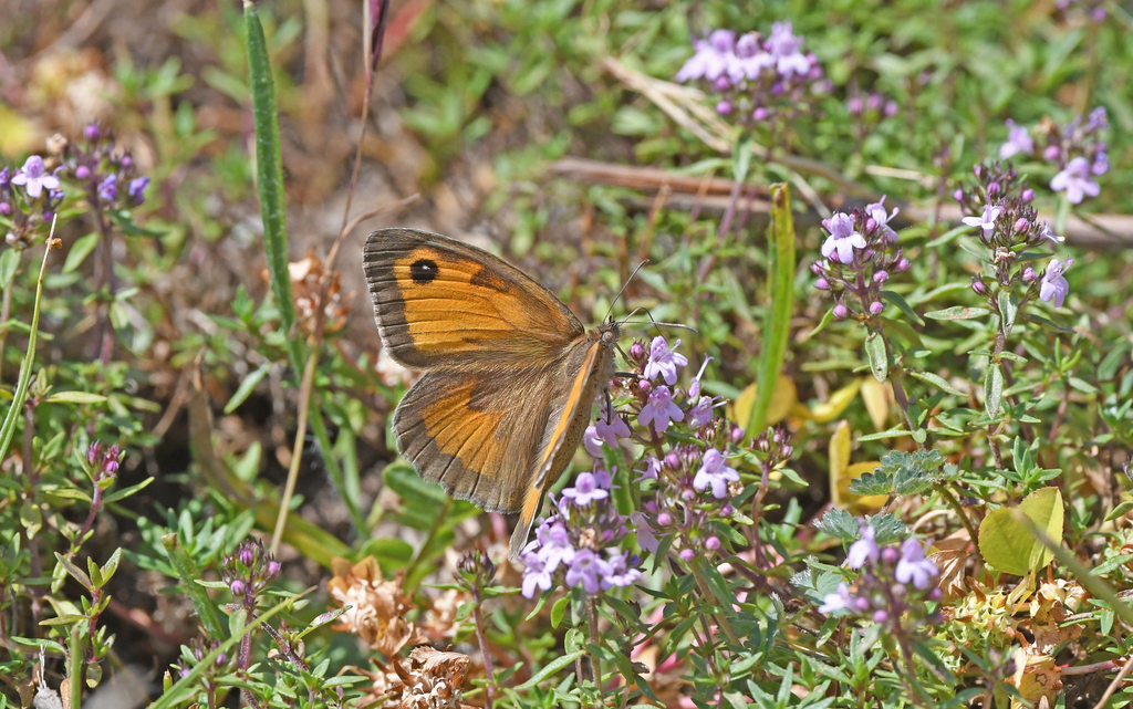 Sardinian Meadow Brown