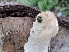 Aegithus quadrinotatus